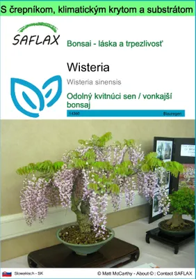 Obrázok produktu pre SAFLAX Garden to go - Wisteria - Wisteria sinensis - 4 Semená - S črepníkom, klimatickým vekom a pestovateľským substrátom