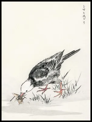 Zdjęcie produktu dla Plakat 60x80cm Bulbul, Kashu Japoński Vintage do Salonu