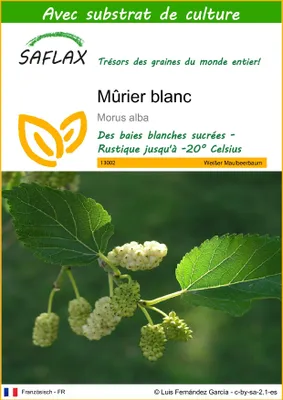 Image de SAFLAX  - Mûrier blanc - 200 graines - Avec substrat - Morus