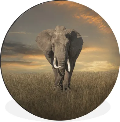 Produktbild von MuchoWow® Aluminium Wandkreis Elefant - Tiere - Gras - Natur Ø 60 cm Wanddeko Modern Wohnzimmer - Wand Kreis - Wandbild - Schlafzimmer - Aluminium Bild - Kinderzimmer - Wohnzimmer Dekoration - Wandschmuck