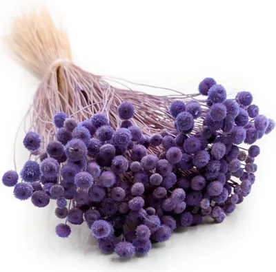 Produktbild von Botao Amarelino Getrocknete - (Amarelinho) - Lavendel