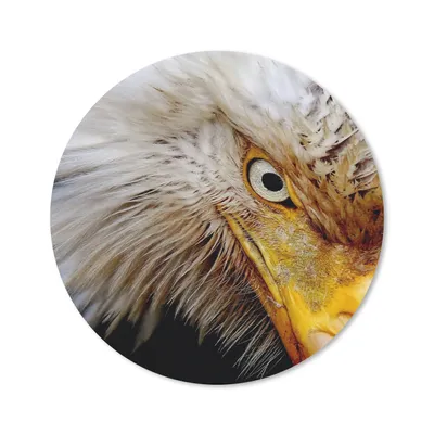 Produktbild von MuchoWow® Mauspad Mousepad Vogel - Auge - Schnabel 30x30 cm - Mousepads - Maus Mat - Pad - Mausunterlage - Tischunterlage - Schreibtischmatten