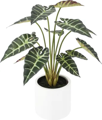 Produktbild von aplanta Künstliche Alocasia - Tamika | 70 cm, inkl. Dekotopf, für drinnen, Kunstpflanze, wie echt, Allergiker geeignet, pflanzliche Dekoration Praxis, Office & Wohnzimmer