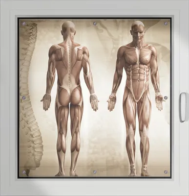 Produktbild von Wallario Lichtschutzbild, Dekorativer Sichtschutz Sonnenschutz 96 x 93 cm mit Motiv: Anatomie Mensch I - Verdunklung ohne Bohren