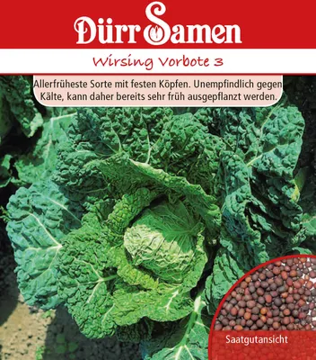 Produktbild von Wirsing Vorbote 3 | Wirsingsamen von Dürr Samen