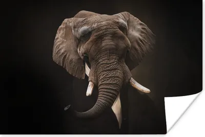 Produktbild von MuchoWow® Poster Alte Meister - Elefant - Anzug 60x40 cm - Schlafzimmerdekoration