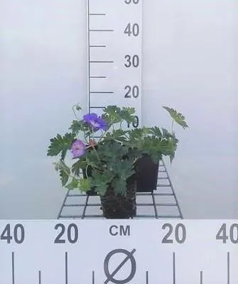 Immagine prodotto di 6 x Geranium hybr. 'Rozanne'® - Cranesbill- vaso 9 x 9 cm