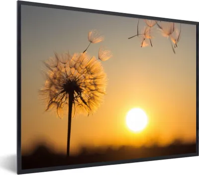 Produktbild von MuchoWow® Gerahmtes Poster Löwenzahn - Sonne - Sonnenuntergang 40x30 cm - Poster mit Schwarzem Bilderrahmen Wandposter Rahmen Foto Bilder - Kunstposter - Wanddekorationen