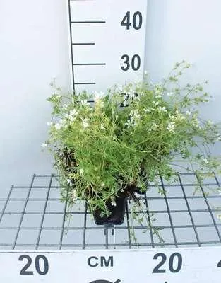 Obrázek produktu pro 6 x Saxifraga (a) 'Snow carpet' - lomikámen mechový - květináč 9 x 9 cm