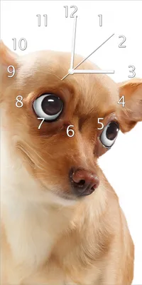Produktbild von Wallario Design Wanduhr bedruckt, Größe 30 x 60 cm, Motiv: Lustiger Hund mit fliegenden Ohren