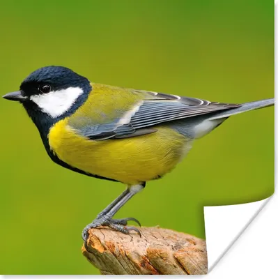 Produktbild von MuchoWow® Poster Vogel - Kohlmeise - Tiere - Grün 100x100 cm - Babyzimmer