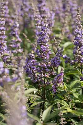 Produktbild von Vitex agnus-castus 'Delta Blues', Mönchspfeffer, blau, 40–60 cm
