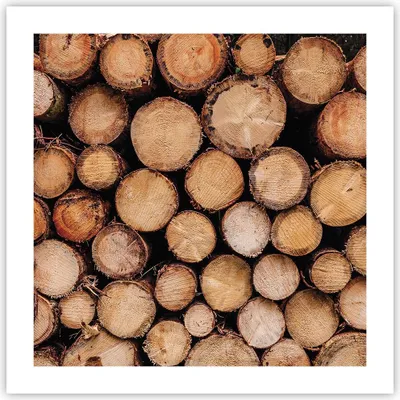 Produktbild von Poster - Poster ohne Rahmen - Holz Baumstämme Stämme - 50x50 cm - Wand Bild - Wanddeko - Wandbilder - Kunstposter - Wandposter - Bilder - Kunstdruck - Wanddekoration - Wandbild - P2XAC50x50-4864