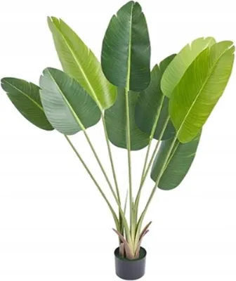 Produktbild von Künstliche Bananenpalme, exotische Pflanze in einem realistischen Topf, 150 cm