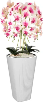 A potted orchid plant with pink and white flowers in a white planter.