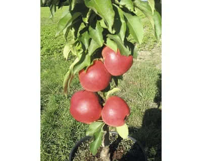Obrázek produktu pro Jabloň sloupovitá zakrsláFloraSelfMalus Starline 'Red Crimson' 60-80 cm květináč 7,5 l