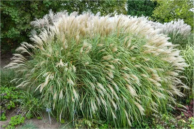 Produktbild von Stauden Gänge 10 x Miscanthus sinensis 'Adagio' im 1 Liter Topf - Zwerg-Chinaschilf - Harmonische Bewegung für Ihren Garten - Winterhart - Mehrjährig
