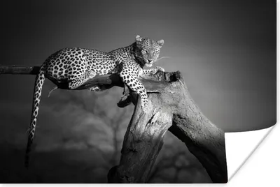 Produktbild von MuchoWow® Poster Panther - Baum - Tiere - Schwarz - Weiß 90x60 cm - Schlafzimmer