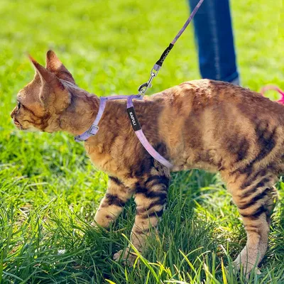 Produktbild von Verstellbares Katzenharness mit Leine - Entkommenssicheres Harness für Spaziergänge im Freien in Farbverlauf