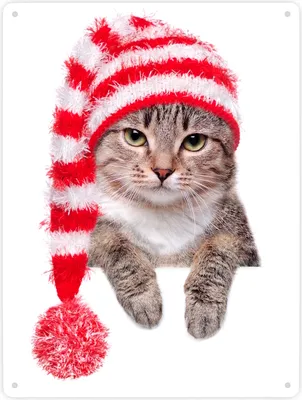 Produktbild von Katze Metallschild mit rot-weißer Bobbelmütze Metallschild XXL