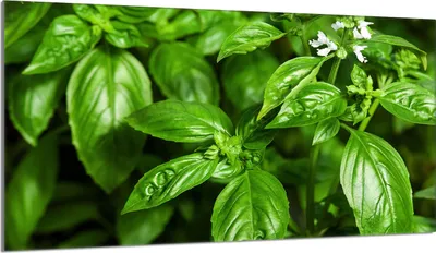 Produktbild von Glas-Herdplattenschutz 90x52 Basil