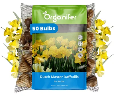 Obrázok produktu pre Narcisové Cibule - 50 Kvetinových Cibúľ - Dutch Master - Zlatožlté Trúbkovité Kvety - Organifer