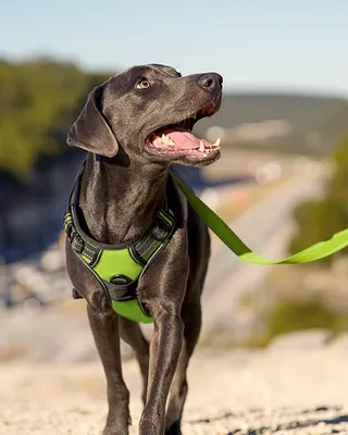Immagine prodotto di Pettorina riflettente e regolabile per cani di media taglia, con comoda imbottitura e impugnatura