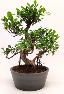 Produktbild von Bonsai Baum mit Keramik Blumentopf - Ficus - ca. 15-18 Jahre (45-50 cm Höhe) Zimmerpflanze umweltfreundlich Geschenkpflanze