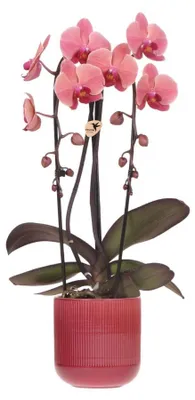 Obrázok produktu pre Niagara Falls Orchidea Narbonne v cervenom kvetináci Ø12cm - kvitnúca izbová