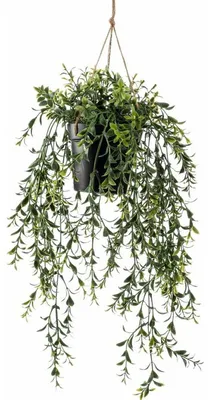 Produktbild von Smaragdfarbene Kunstpflanze/Hangepflanze - Buchsbaum - grun - 50 cm lang