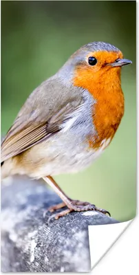 Produktbild von MuchoWow® Poster Rotkehlchen - Ast - Holz 20x40 cm - Plakat - Foto