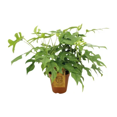 Produktbild von Monstera Minima - Ø15Cm - ↕25Cm