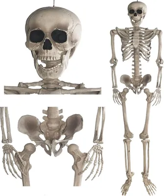 Zdjęcie produktu dla Dekoracyjny szkielet 160 cm - dekoracja na imprezę i Halloween - szkielet z horroru na całym ciele