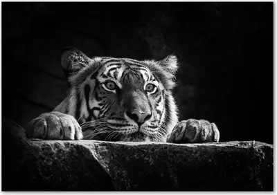Produktbild von Tulup® Glas-Bild - 100 x 70 - Wandbild aus Glas - Wandkunst - Wandbild hinter gehärtetem Sicherheitsglas - Tiere - Tiger - Schwarzweiß