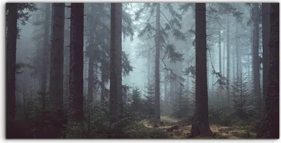 Produktbild von Coloray - Glasbild - 120x60 cm - Wandbild - Glasbilder - Landschafts Wald Neblig Dunkel Wald