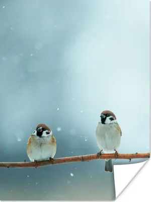 Produktbild von MuchoWow® Poster Vögel - Spatz - Schnee - Winter 90x120 cm - Wohnzimmer