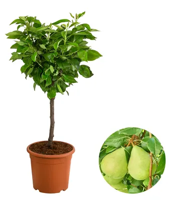 Produktbild von Dehner Zwergbirne Luisa, Pyrus communis, saftige Früchte, ca. 80-90 cm exkl. Pflanztopf, Obstbaum