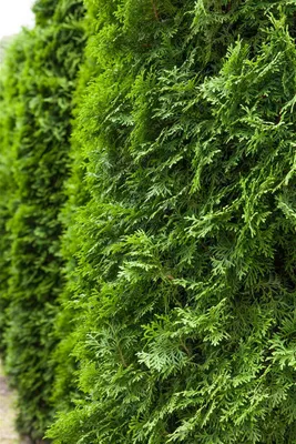 Produktbild von Thuja occidentalis 'Columna', Lebensbaum, 40–60 cm