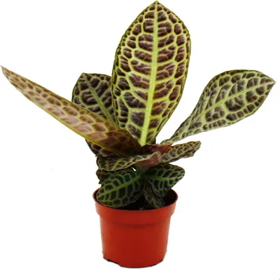 Immagine prodotto di Labisia "Turtle Back" - Pianta a guscio di tartaruga con grande struttura fogliare - Rarità - Vaso da 12 cm