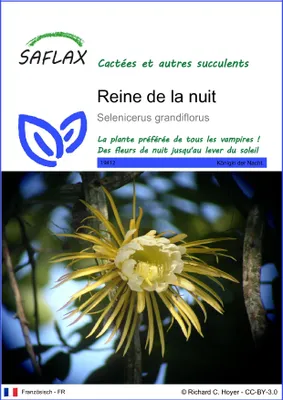 Image de SAFLAX  - Reine de la nuit - 40 graines - Selenicerus