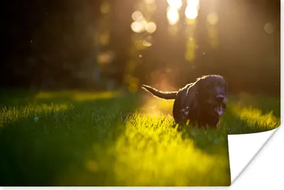 Produktbild von MuchoWow® Poster Schöne Sonnenstrahlen über einem schwarzen Welpen 60x40 cm - Schlafzimmerdekoration