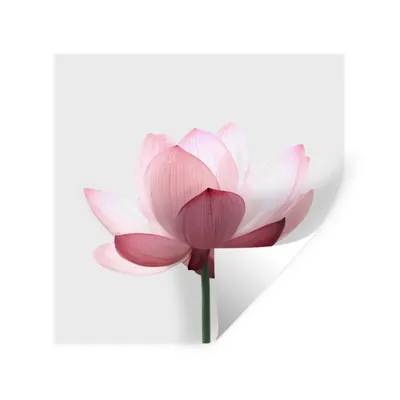 Produktbild von MuchoWow® Wandtattoo Wandsticker Wandaufkleber Blumen - Rosa - Natur - Botanisch 30x30 cm Selbstklebend und Repositionierbar - Repositionierbar - Wasser abweisend