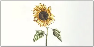 Produktbild von Coloray Küchenrückwand 120x60 Spritzschutz aus Glas - Blumen Pflanzen