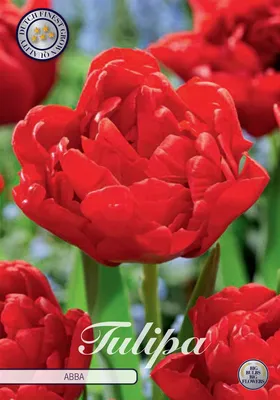 Artikelbild 2 von 'Tulpe Abba (7 Stück)' aus der Kategorie Tulpenzwiebeln