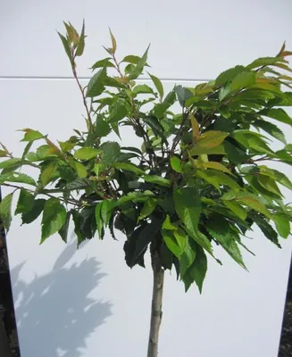 Produktbild von Hochstamm Rosa Winterkirsche Autumnalis - Prunus subhirtella - Stamm 80cm + Krone