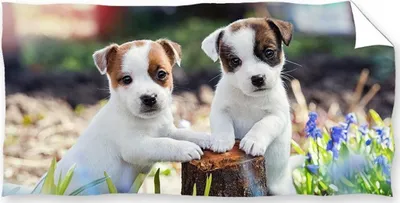 Produktbild von Strandbadetuch HUNDE 70x140