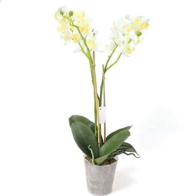 Produktbild von Phalaenopsis Orchidee 2 Rispen creme weiß künstlich H 60cm im Topf Kunstblume