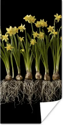 Produktbild von MuchoWow® Poster Mehrere Narzissen mit Zwiebeln auf schwarzem Hintergrund 60x120 cm - Wandschmuck