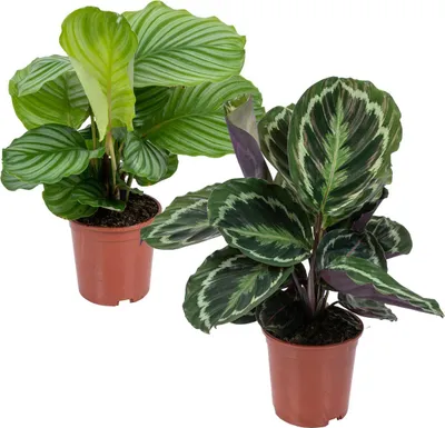 Produktbild von Bloomique - 2er-Set Calathea - Medaillon und Orbifolia - Pfauenpflanze - Zimmerpflanzen - Luftreinigend - Tierfreundlich - 40-50 cm Hoch - Topf 14 cm