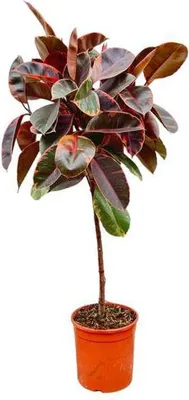 Produktbild von Gummibaum - Ficus Elastica Belize – Zimmerpflanze – ca. 130 cm hoch – Ø24 cm – Buntes Laub – Pflegeleicht & Luftreinigend